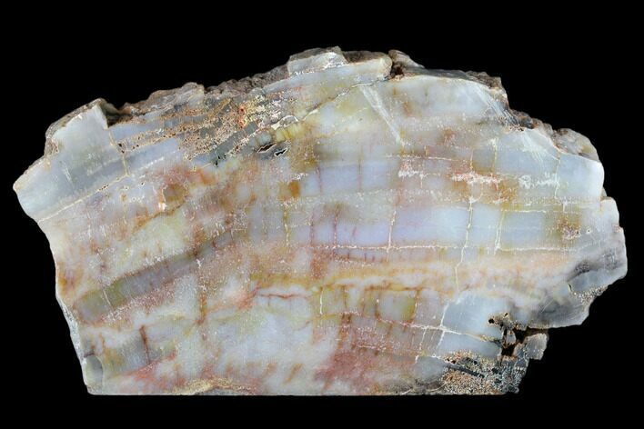 7.5" Polished, Petrified Wood (Araucarioxylon) - Arizona
